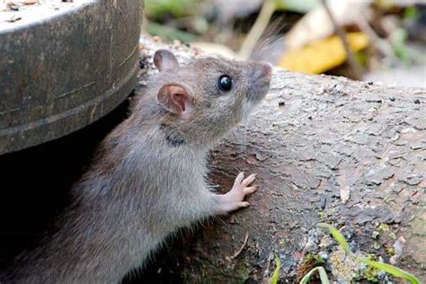 Not Just Pests: The Unbreakable Magic of Rodents as Ecological Engineers